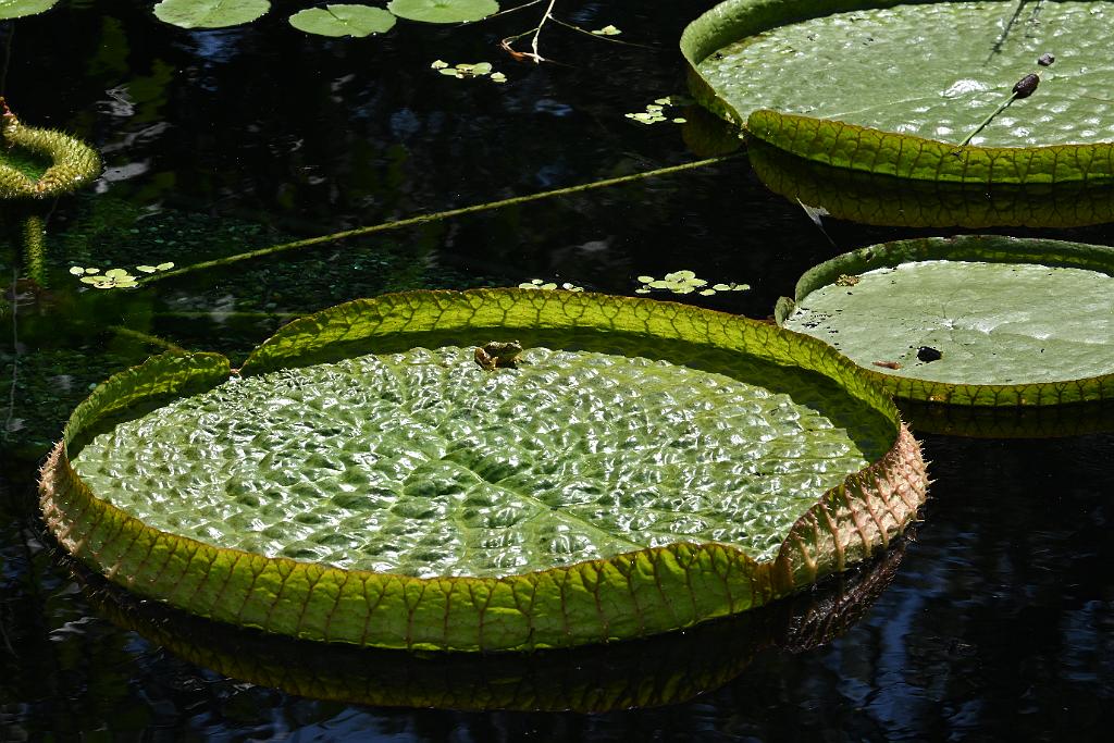 2025-07199677 Tower Hill Botanic Garden, MA.JPG - Green Frog and Giant Water Lily. New England Botanic Garden at Tower Hill, MA, 7-19-2025